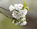 Orchard Blossom 147